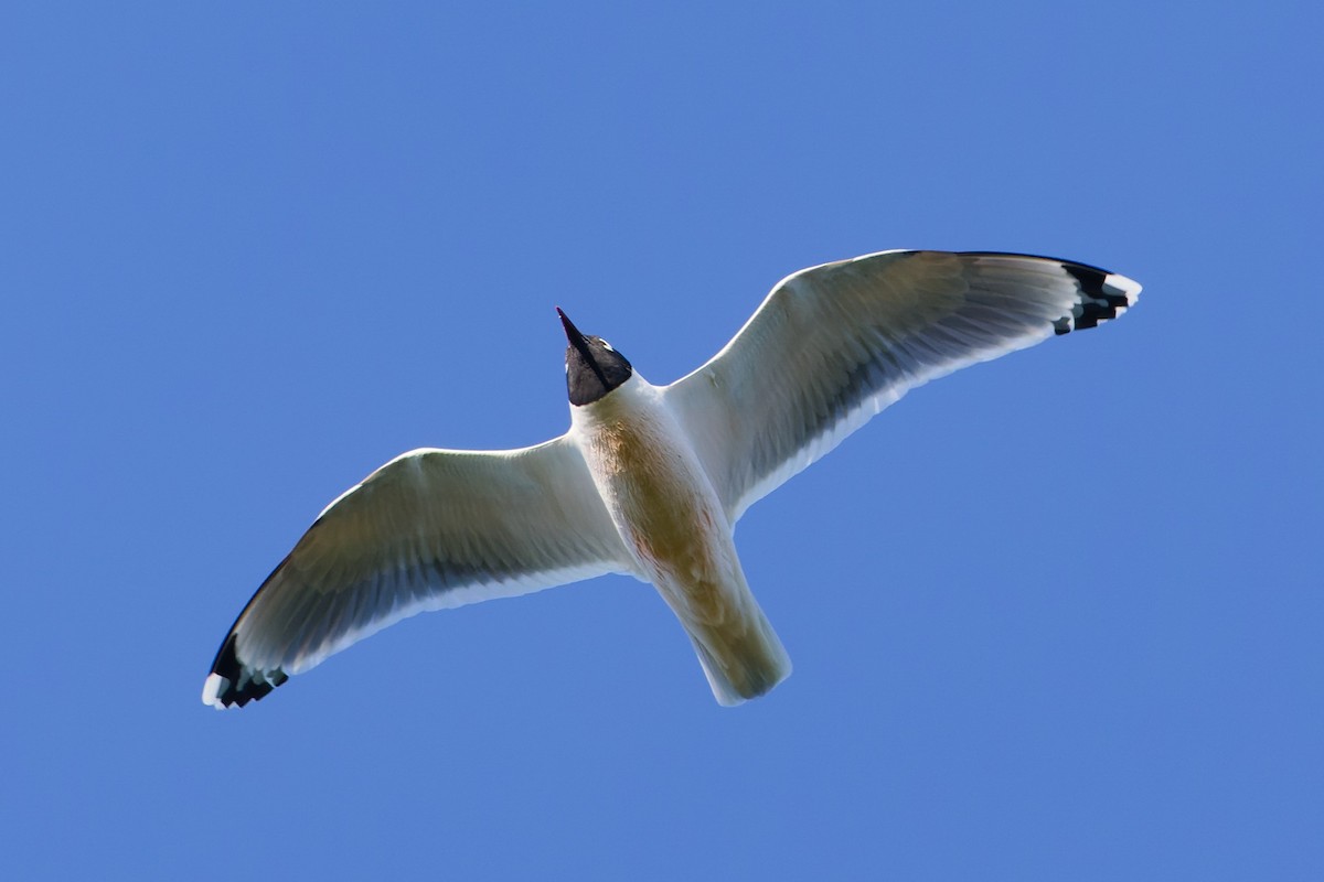 Franklin's Gull - ML632382757