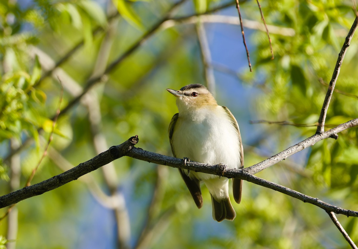 Red-eyed Vireo - ML632382758