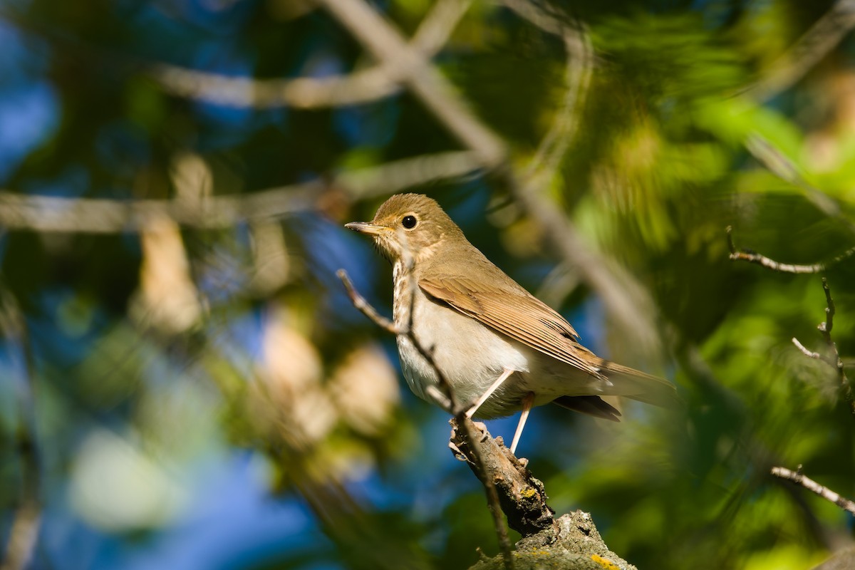 Swainson's Thrush (Olive-backed) - ML632382767