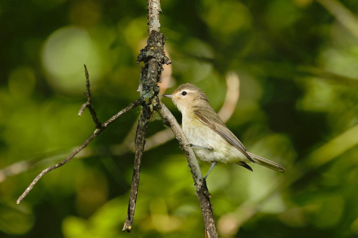 Warbling Vireo (Eastern) - ML632382775