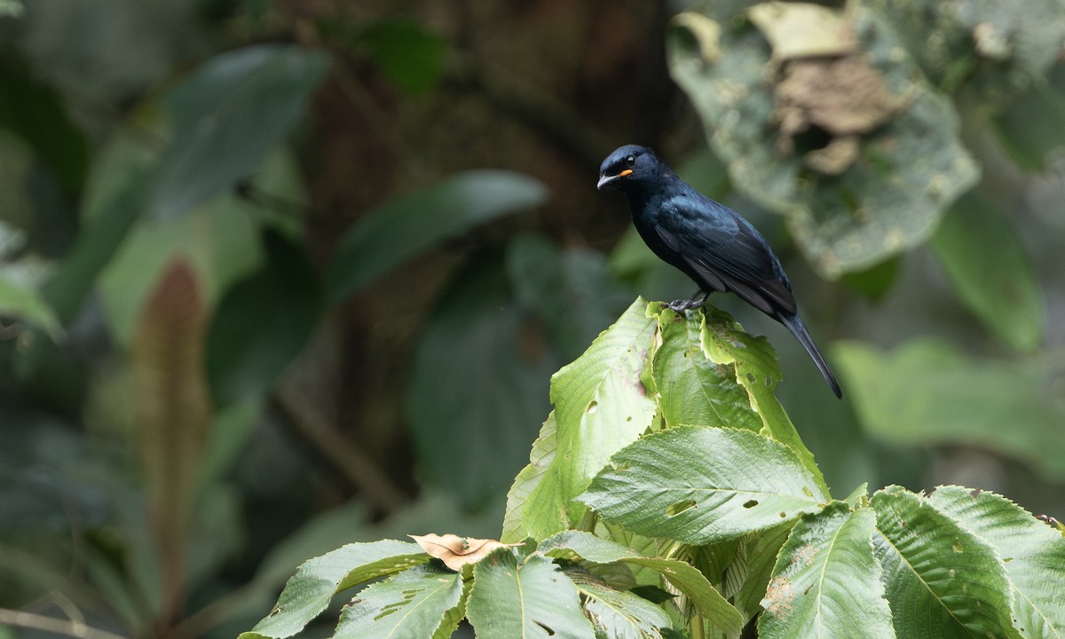 Black Cuckooshrike - ML632382840