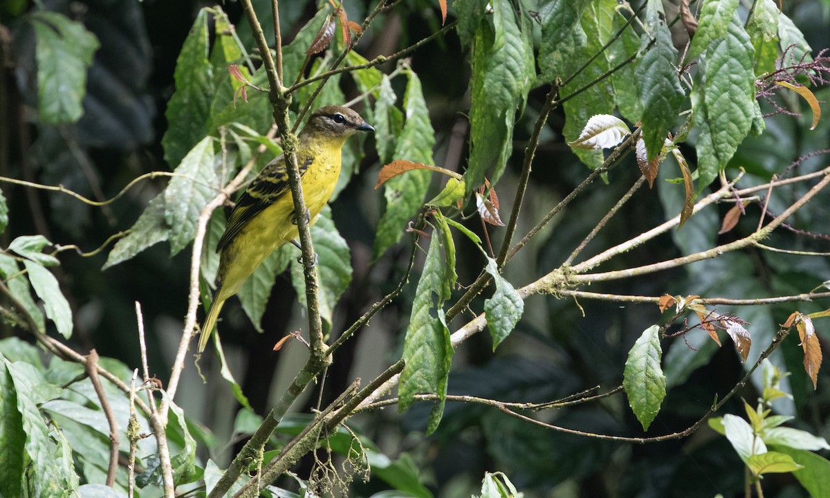 Black Cuckooshrike - ML632382847