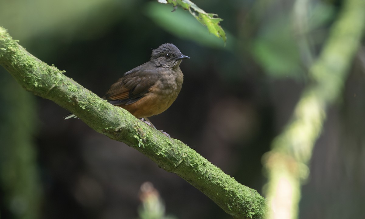 White-tailed Ant-Thrush - ML632382910