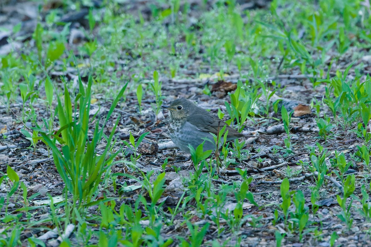 Swainson's Thrush (Olive-backed) - ML632383021