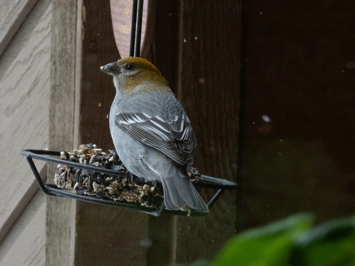 Pine Grosbeak - ML632383056