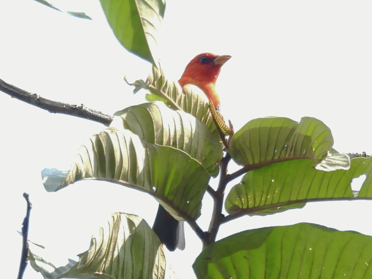 Scarlet Tanager - ML632383188