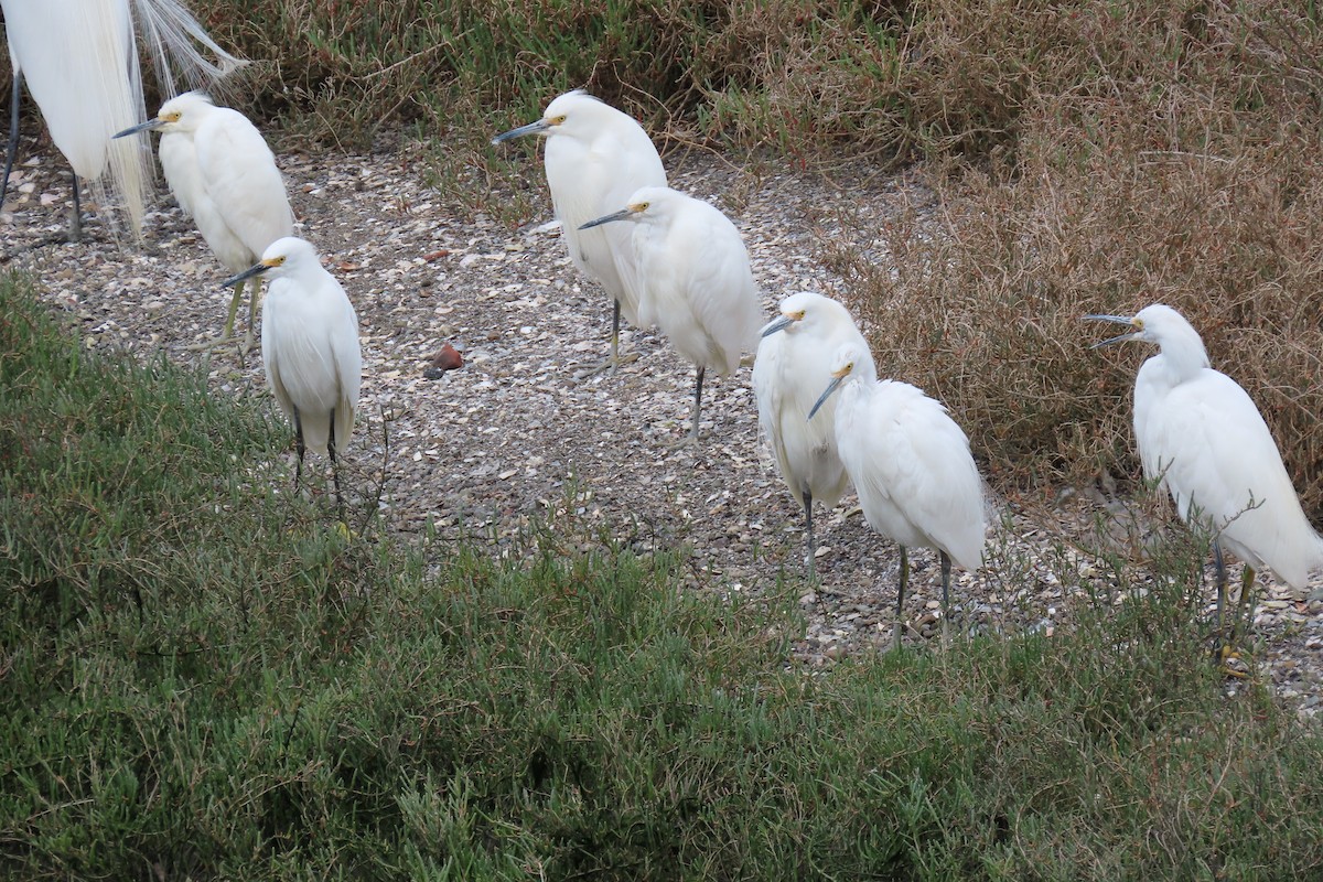 Snowy Egret - ML632383239