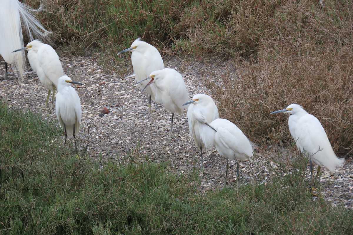 Snowy Egret - ML632383240
