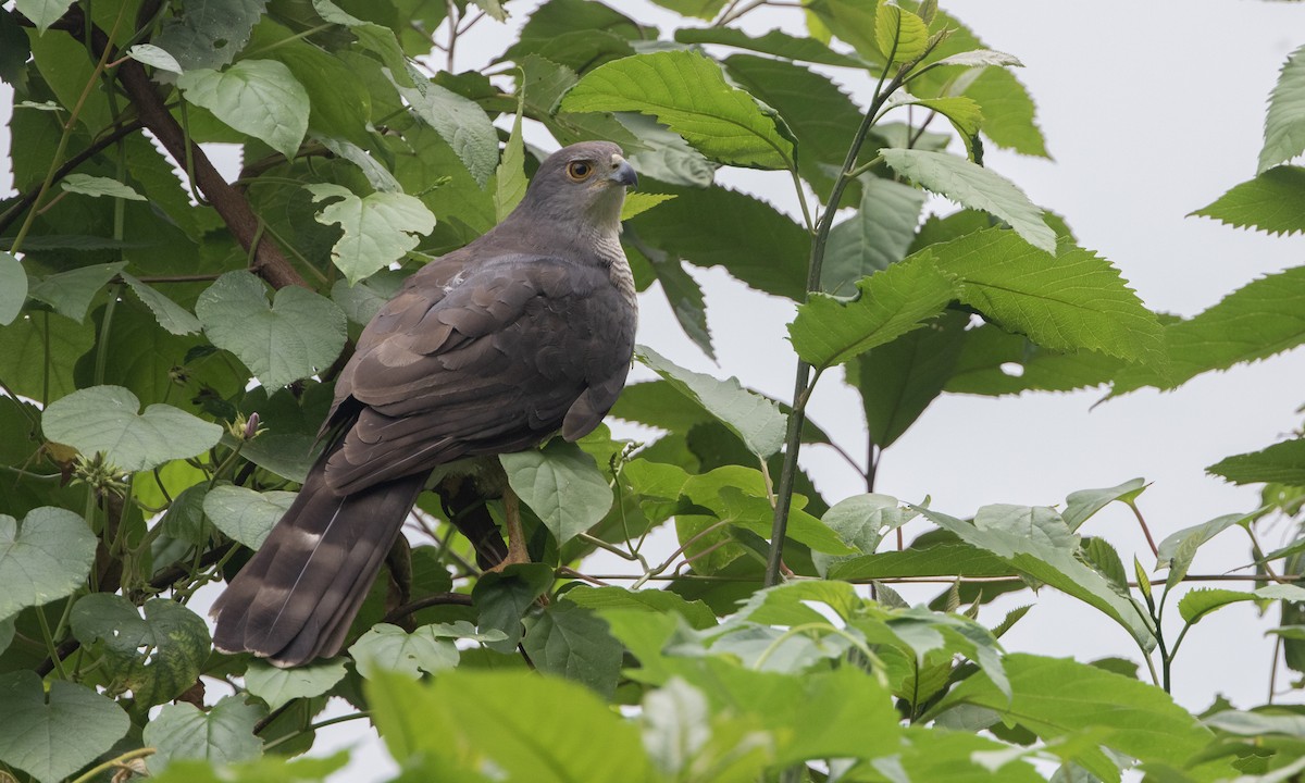 African Goshawk - ML632383628