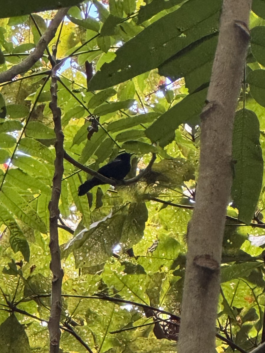 Tahiti Monarch - ML632383729