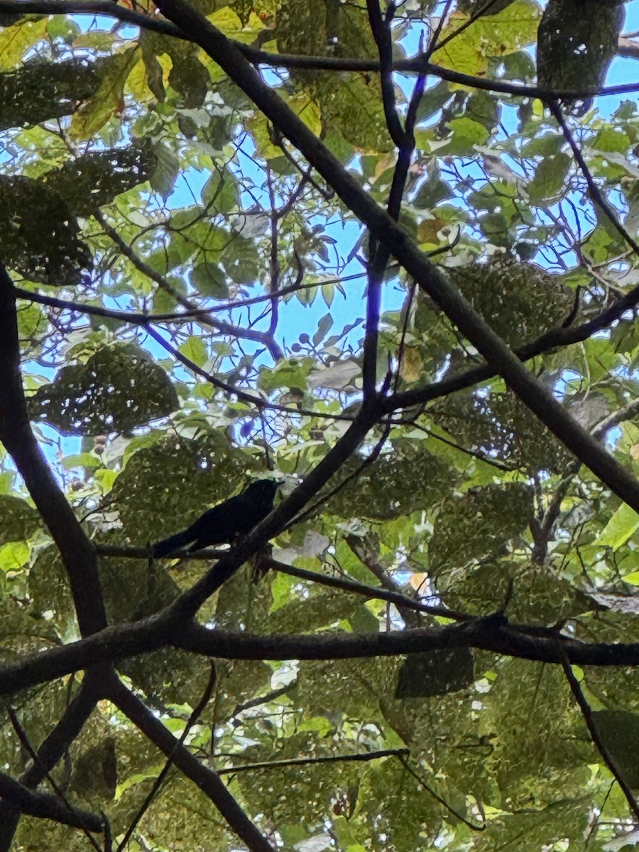 Tahiti Monarch - ML632383730