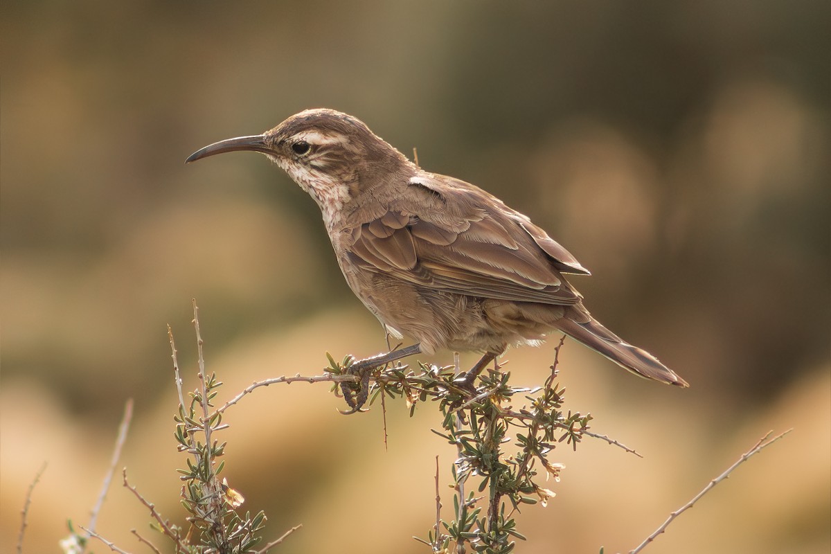 Scale-throated Earthcreeper - ML632383758