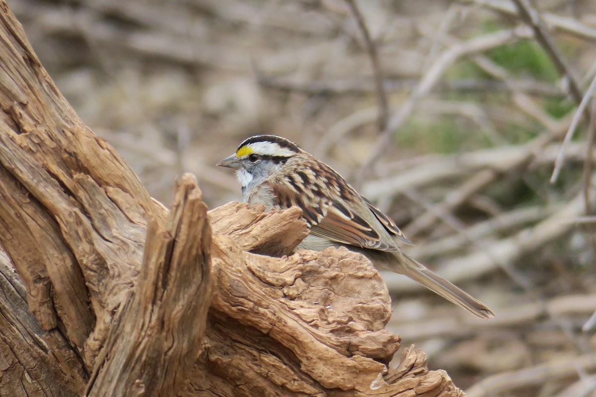 White-throated Sparrow - ML632383954