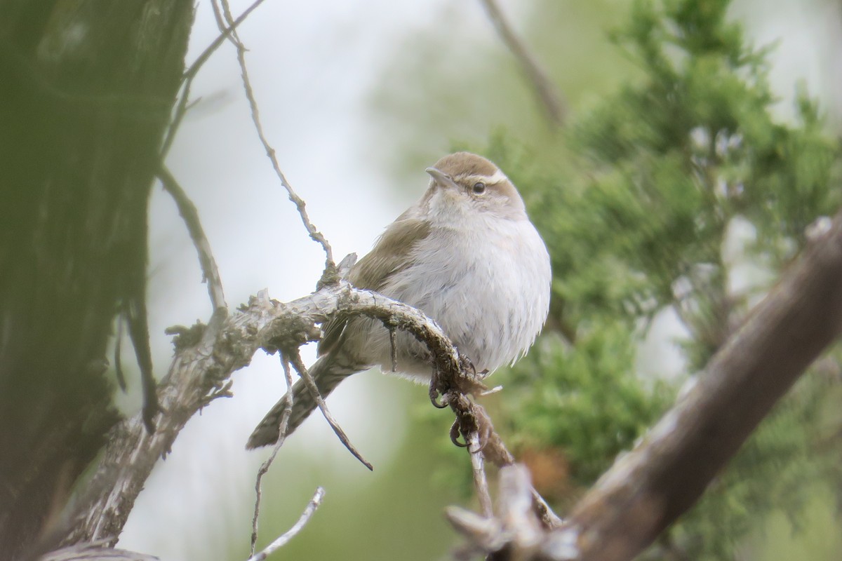 Bewick's Wren - ML632384017