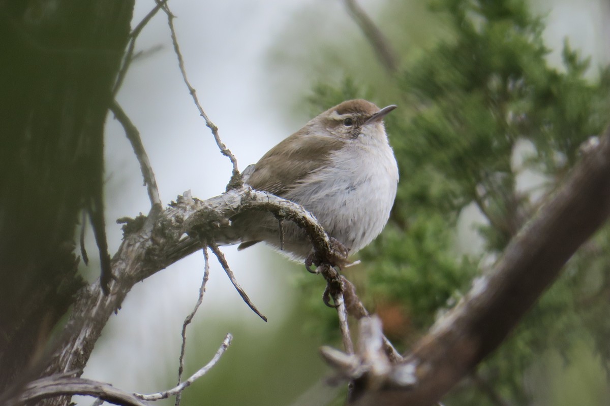 Bewick's Wren - ML632384018