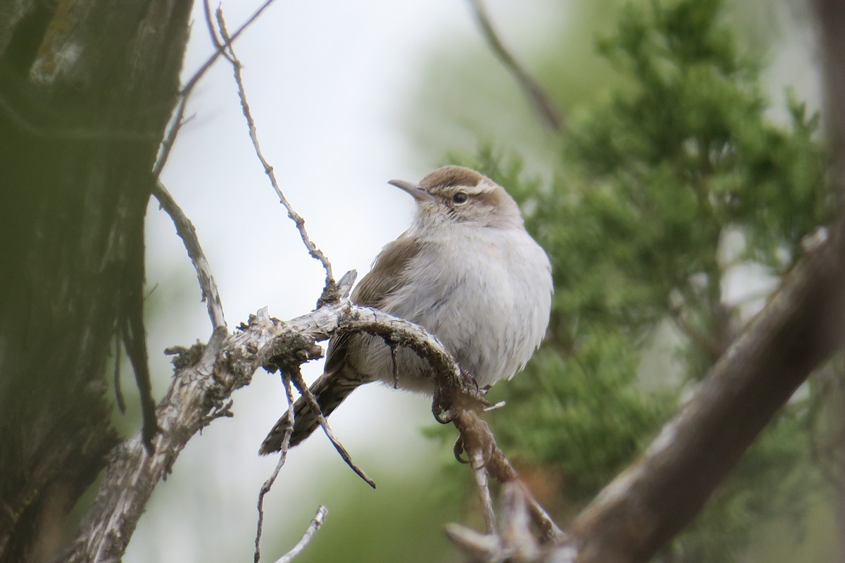 Bewick's Wren - ML632384019