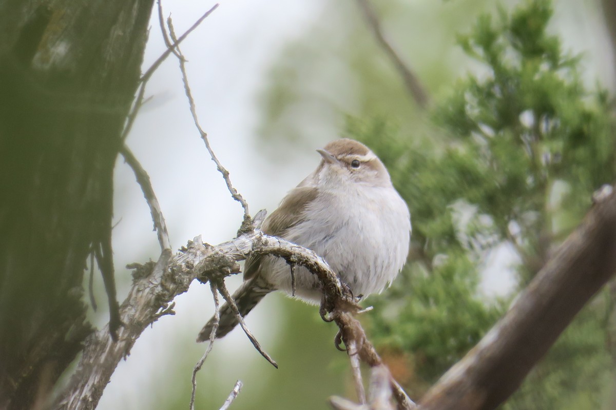 Bewick's Wren - ML632384020