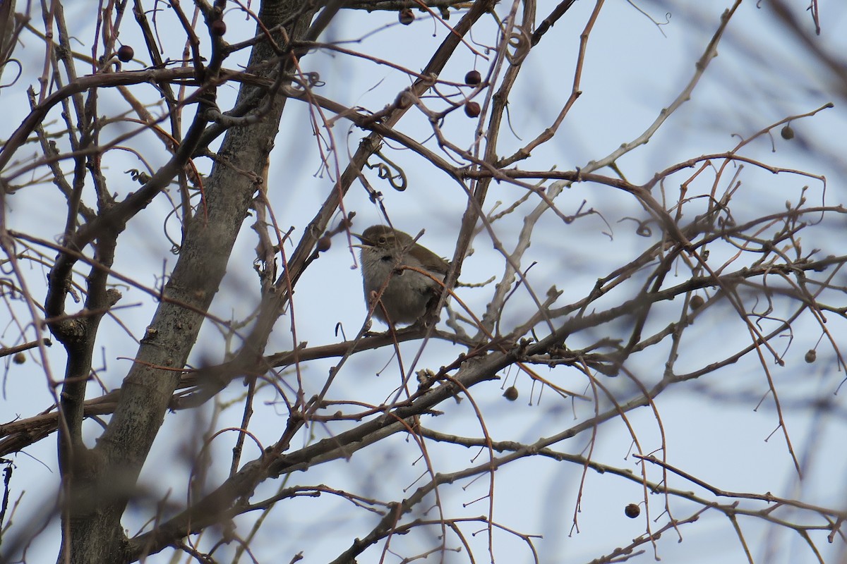 Bewick's Wren - ML632384021
