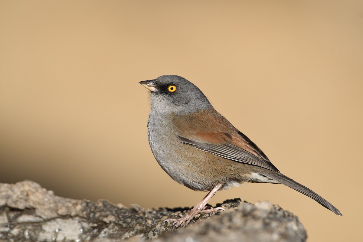 Yellow-eyed Junco (Guatemalan) - Esteban Matías (birding guide) Sierra de los Cuchumatanes Huehuetenango esteban.matias@hotmail.com                             +502 53810540