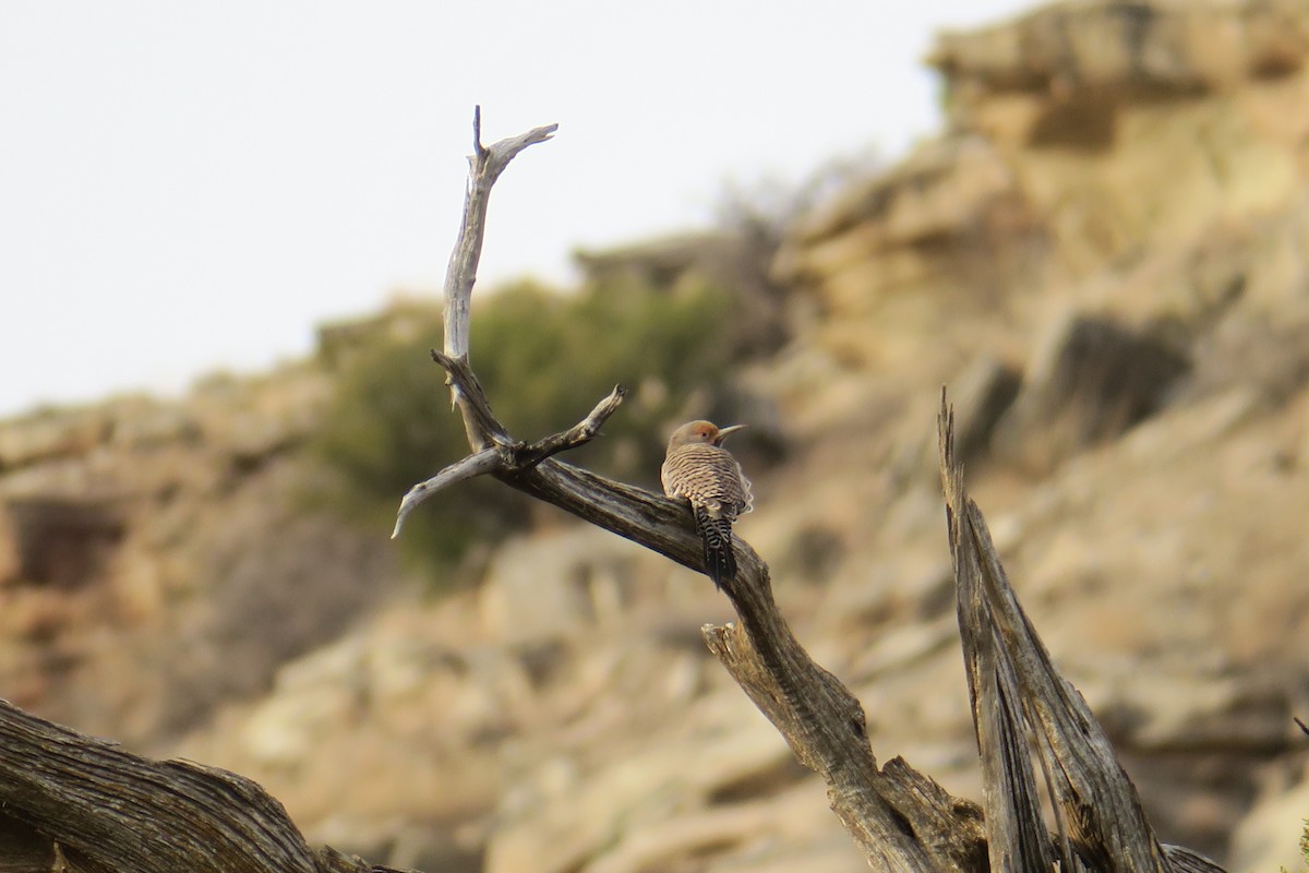 Northern Flicker - ML632384046