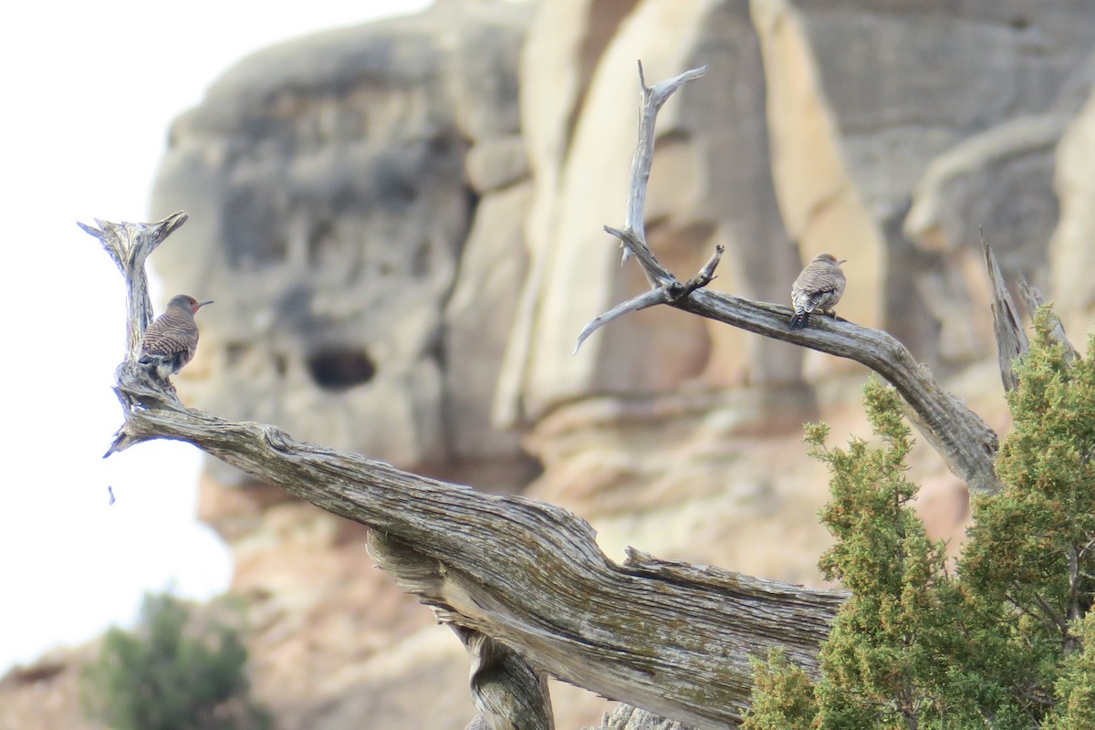 Northern Flicker - ML632384047