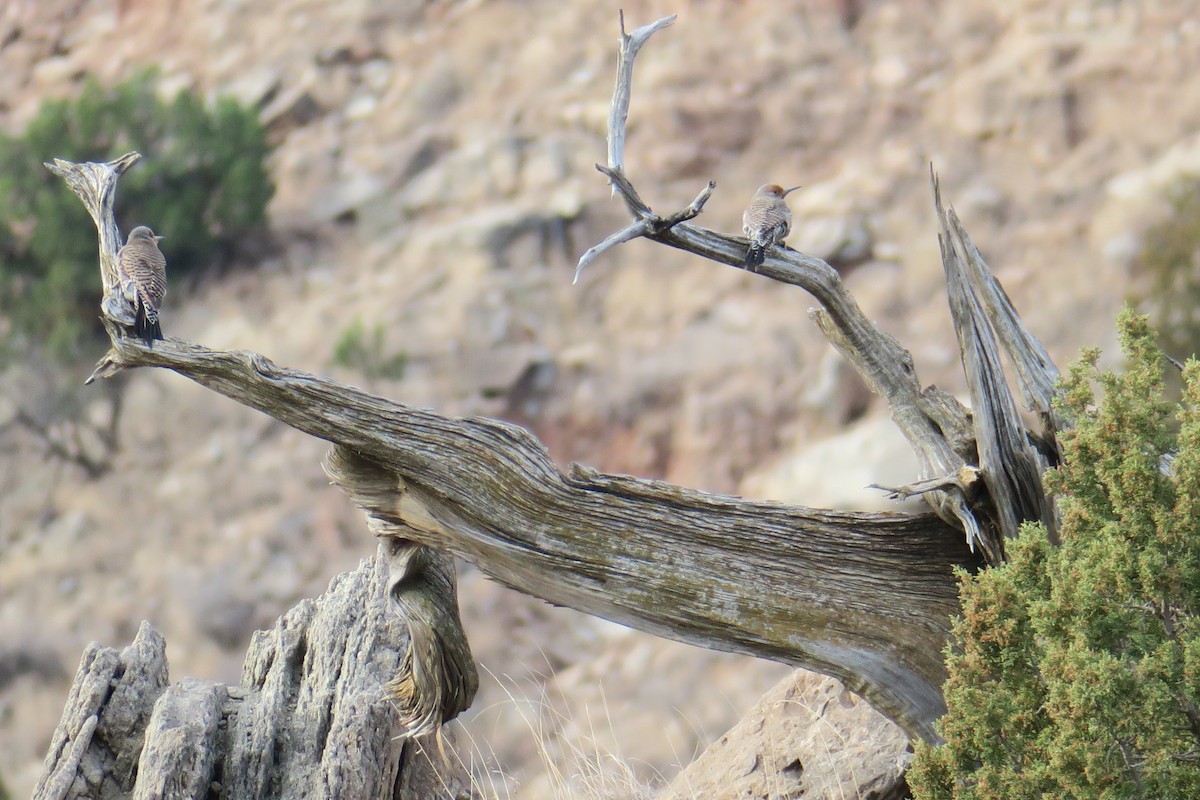 Northern Flicker - ML632384049