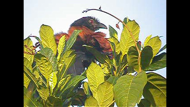 Greater Coucal (Greater) - ML632384139