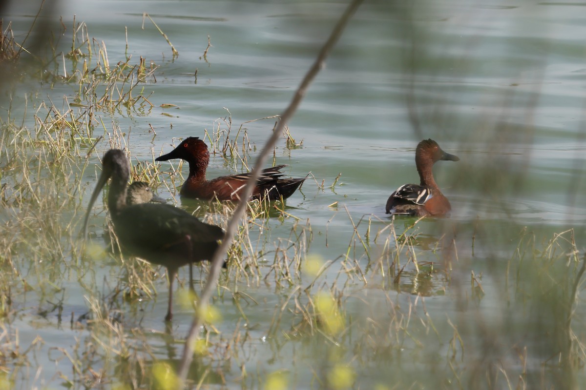 Cinnamon Teal - ML632384200
