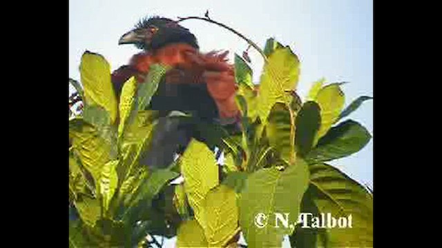Greater Coucal (Greater) - ML632384309