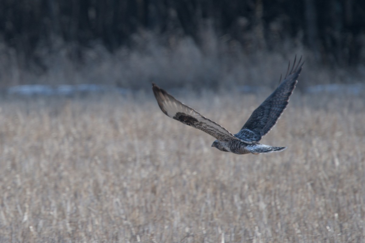 Rough-legged Hawk - Ivan Wiljanen