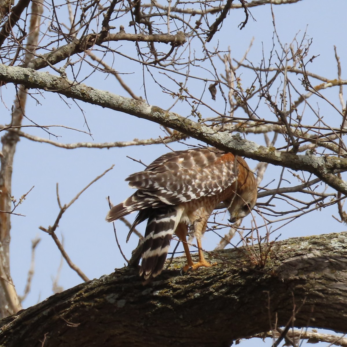 Red-shouldered Hawk - ML632384553