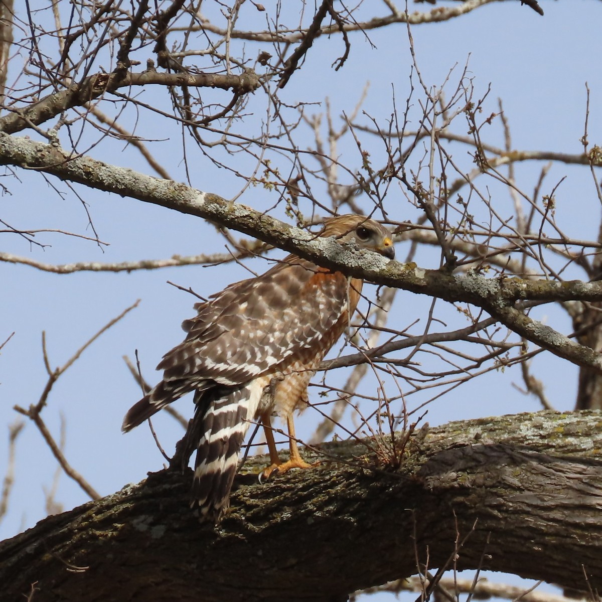 Red-shouldered Hawk - ML632384554