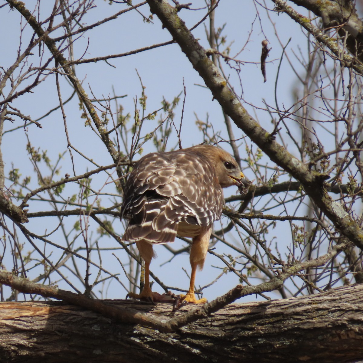 Red-shouldered Hawk - ML632384555
