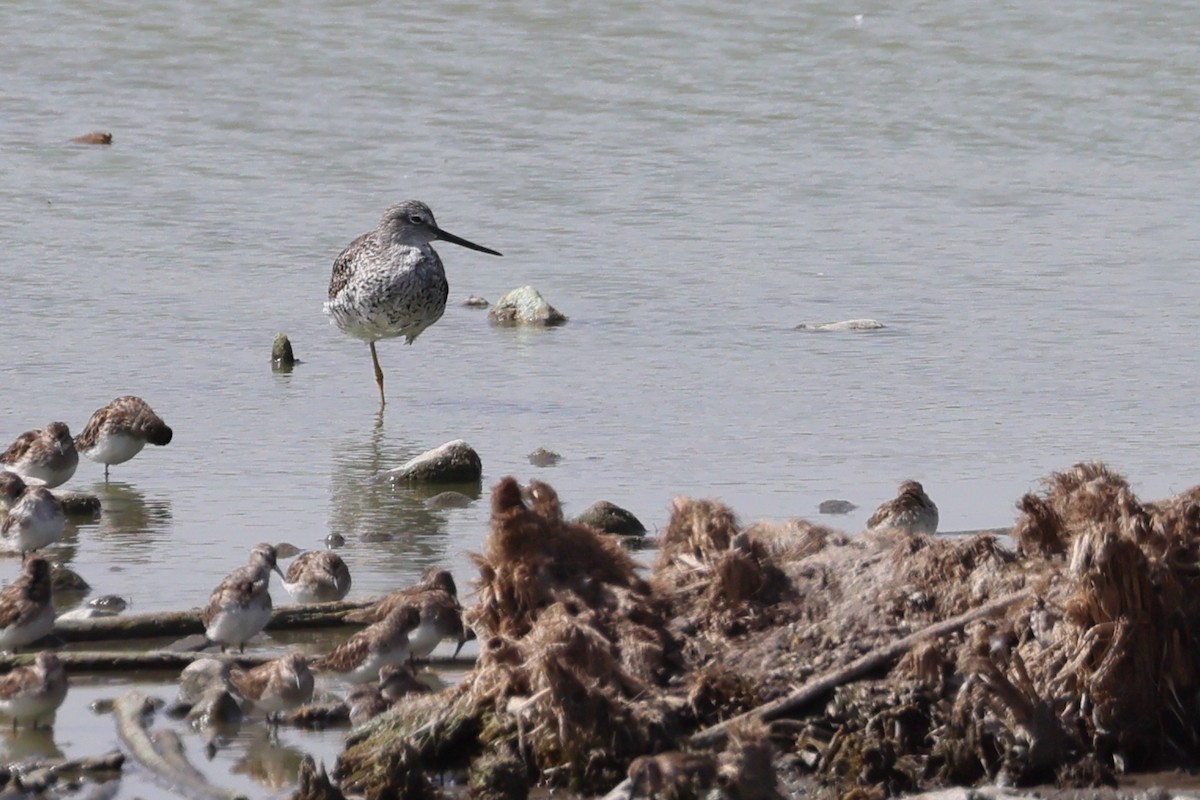 Greater Yellowlegs - ML632384562