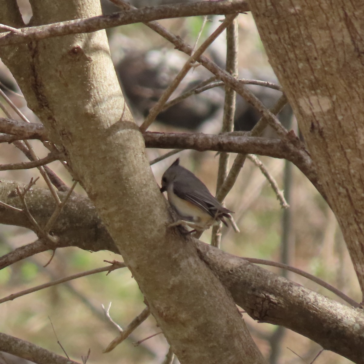 Black-crested Titmouse - ML632384572