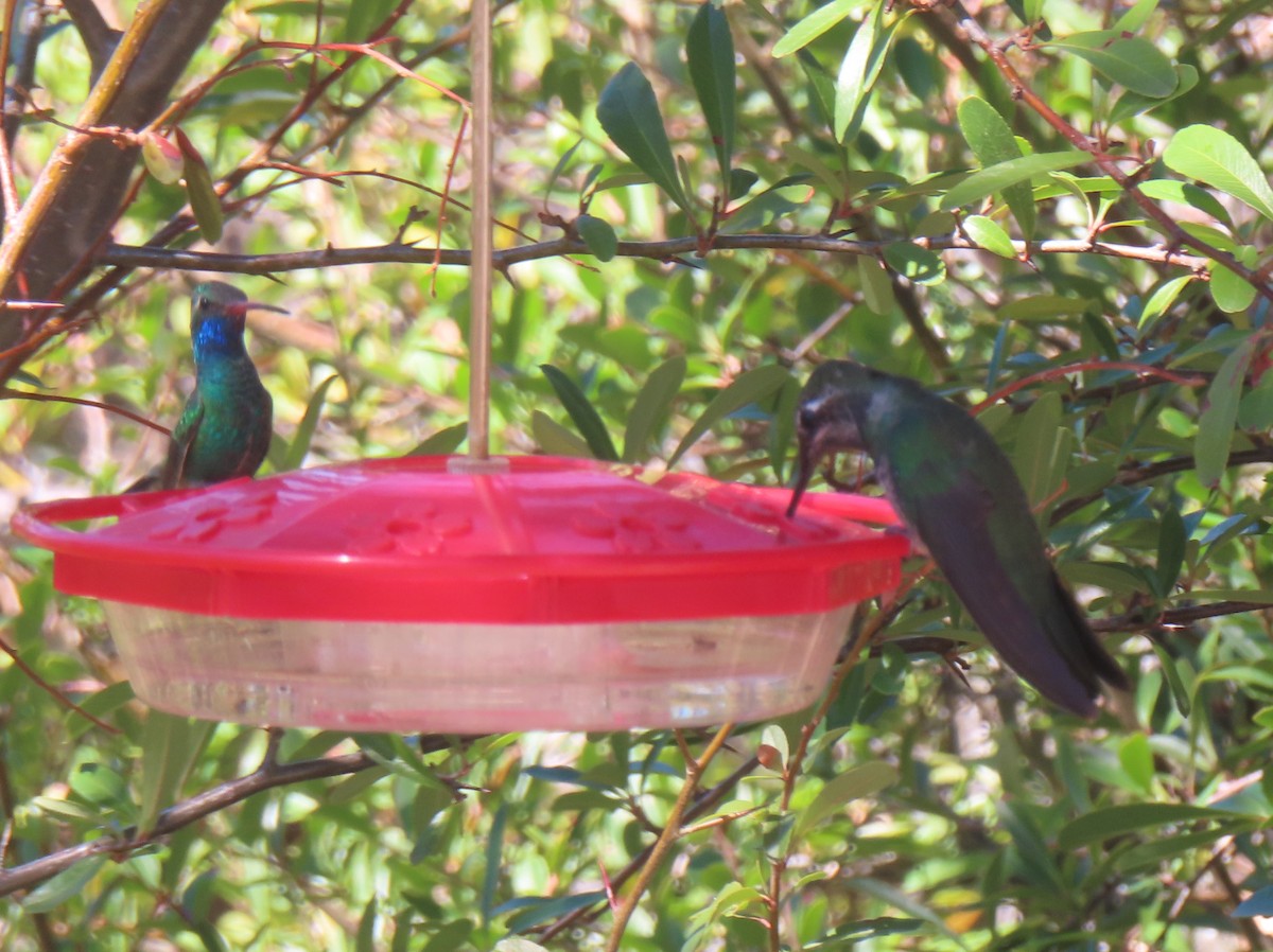 Colibrí Magnífico - ML632384679