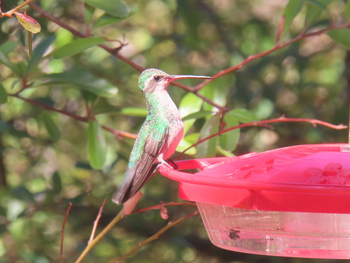 Colibrí Magnífico - ML632384680