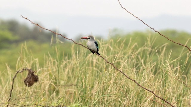 Woodland Kingfisher - ML632384788