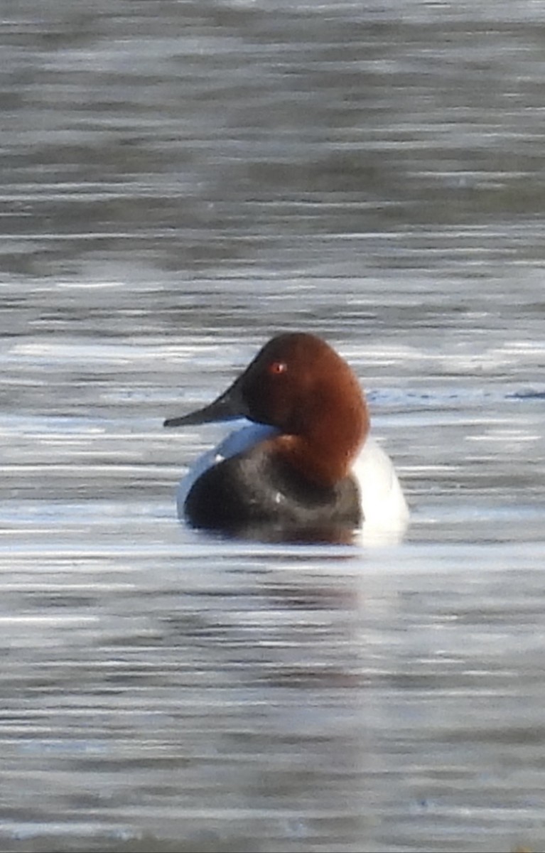 Canvasback - ML632384939