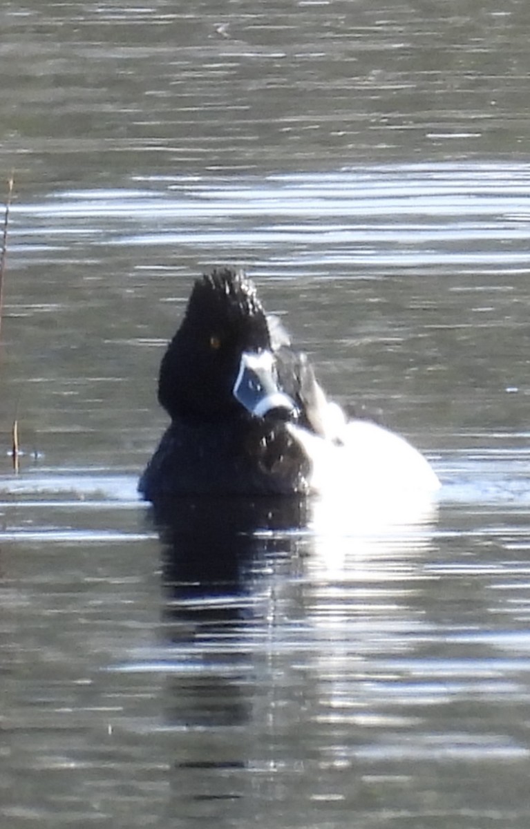 Ring-necked Duck - ML632384946