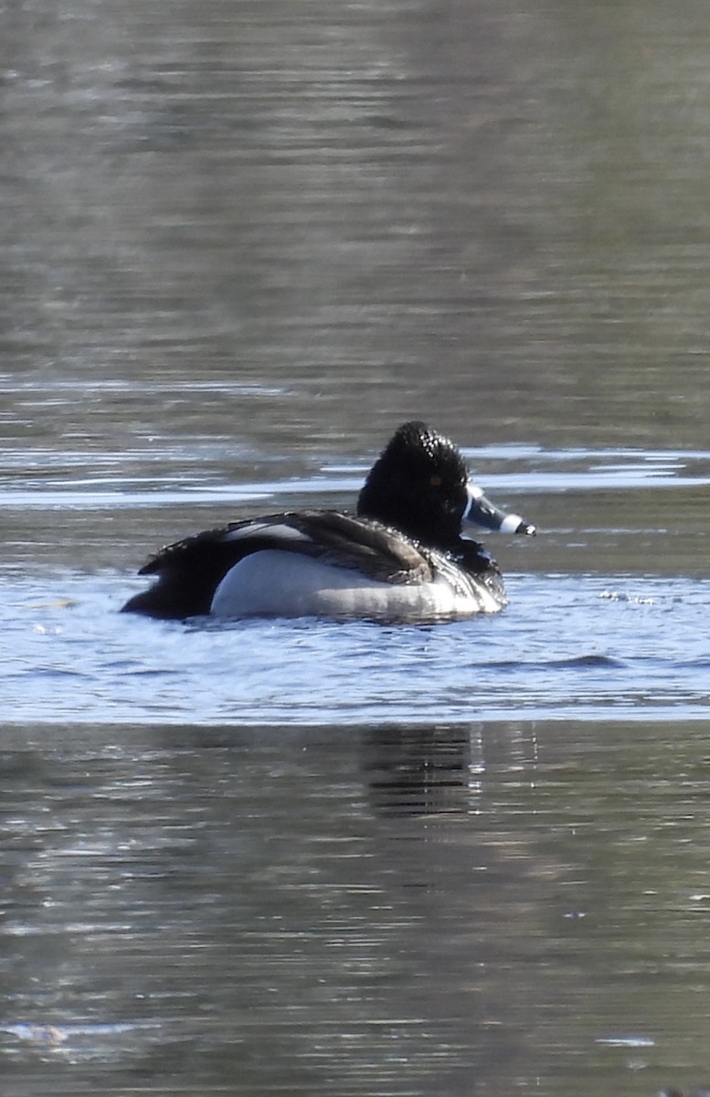 Ring-necked Duck - ML632384947