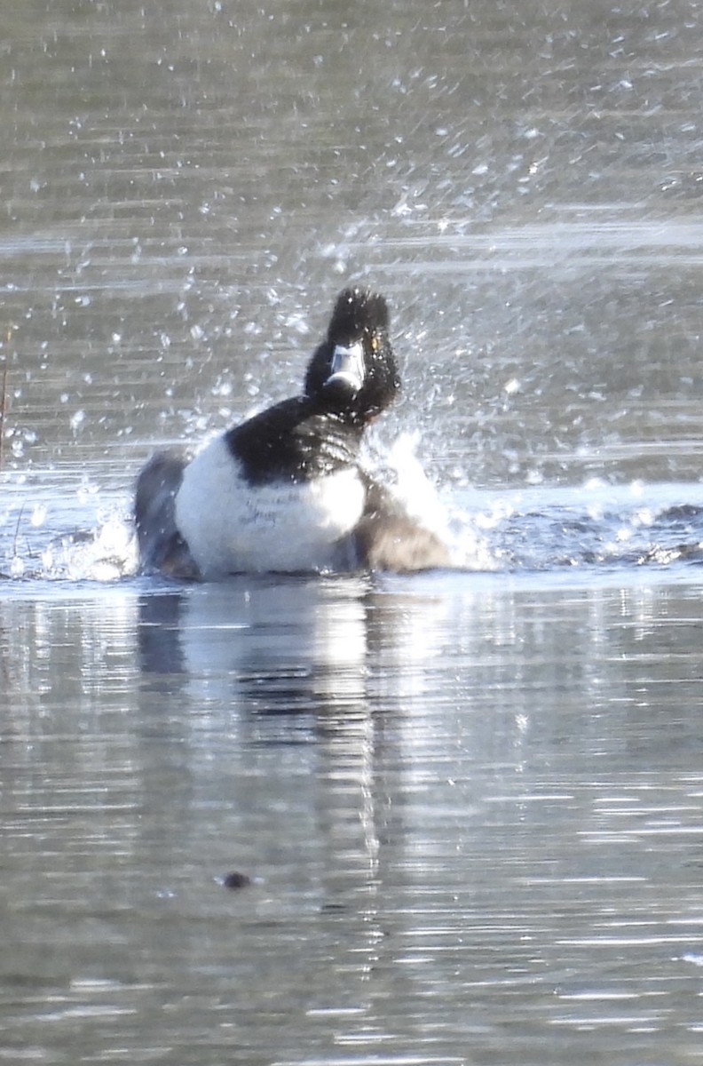 Ring-necked Duck - ML632384948