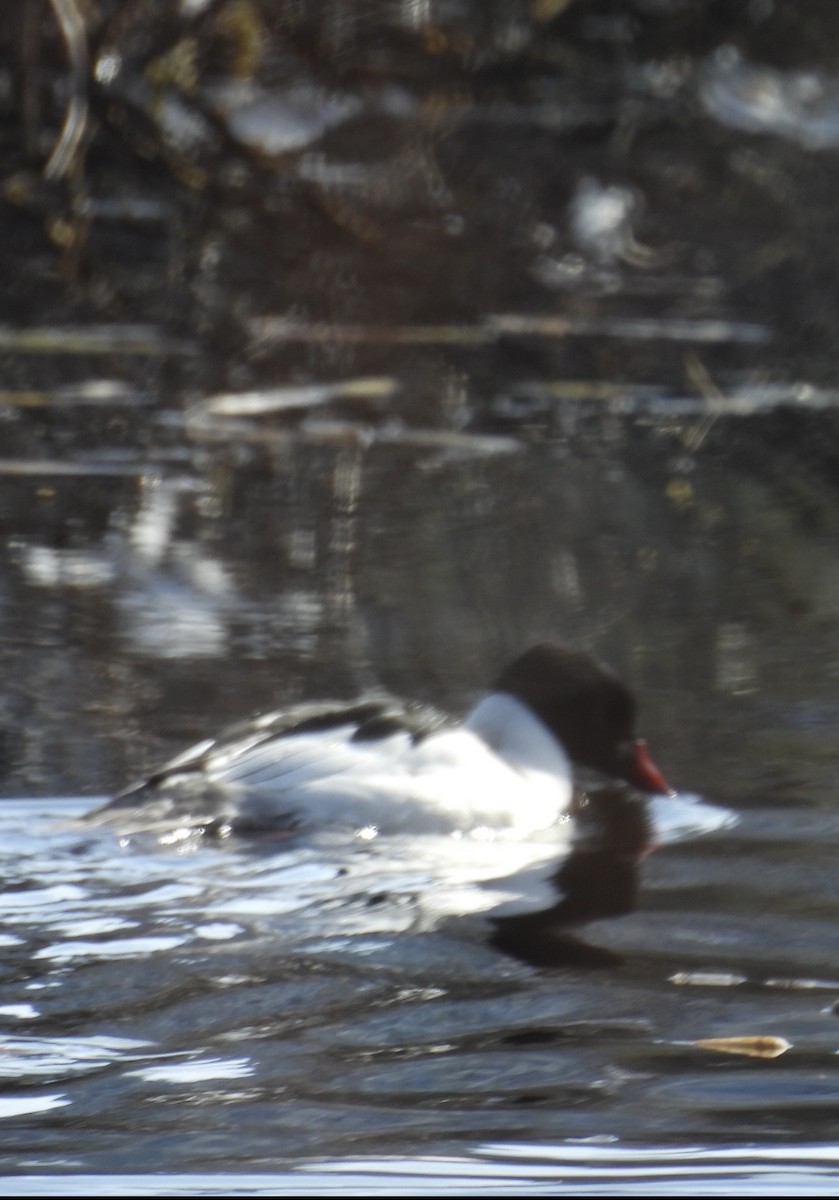 Common Merganser - ML632384950