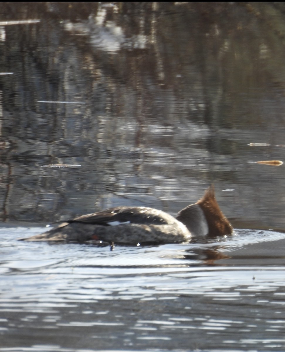 Common Merganser - ML632384951