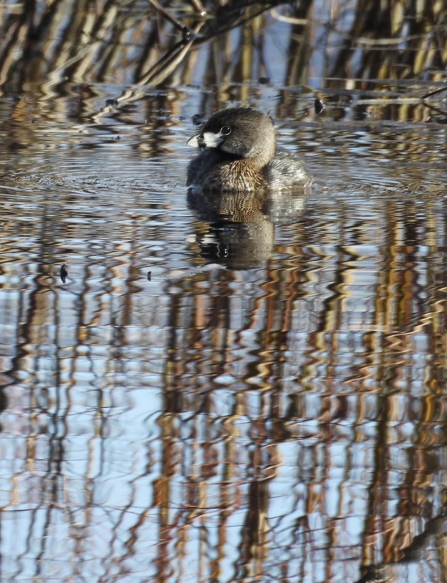 Pied-billed Grebe - ML632384954