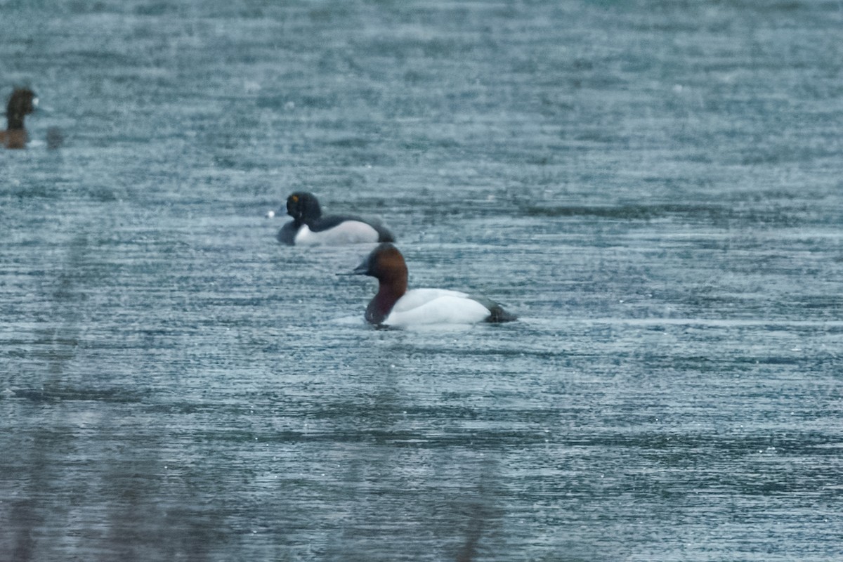 Canvasback - ML632385177