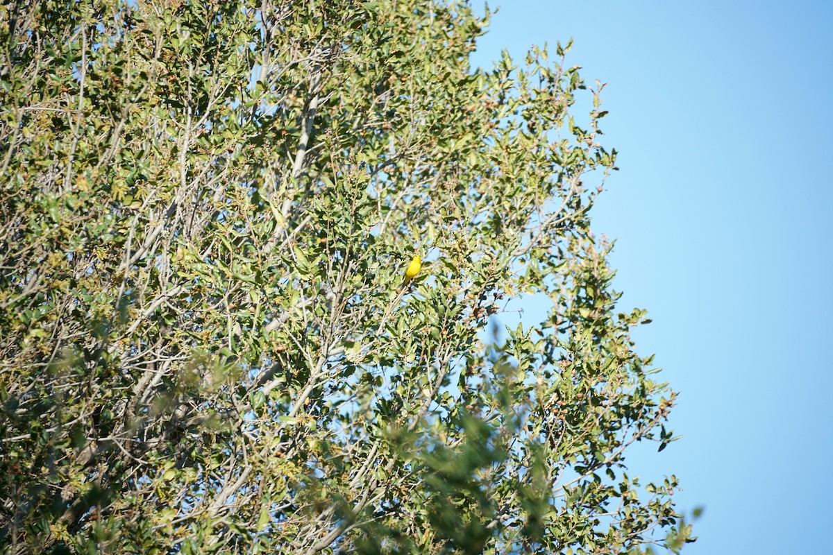 Sarı Ötleğen - ML632385185