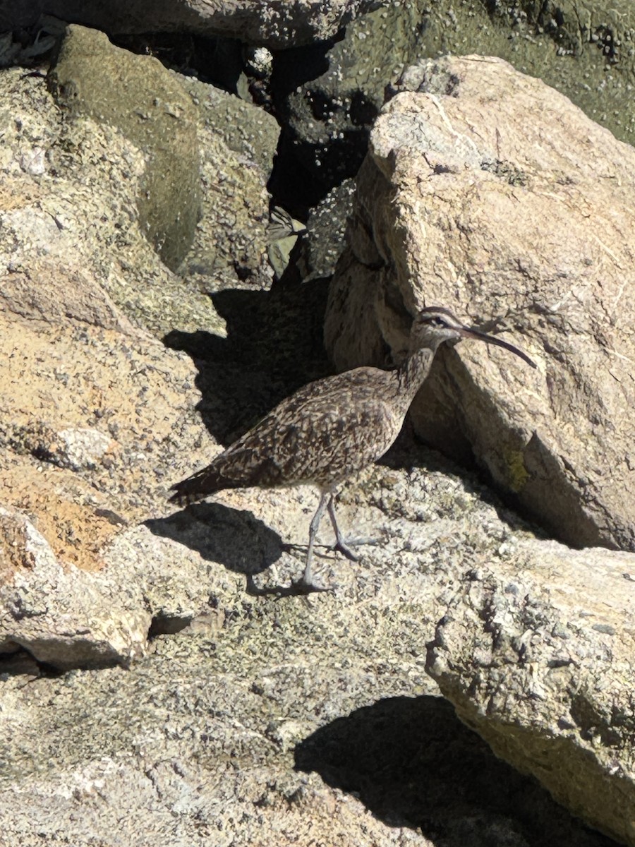 Whimbrel - ML632385421