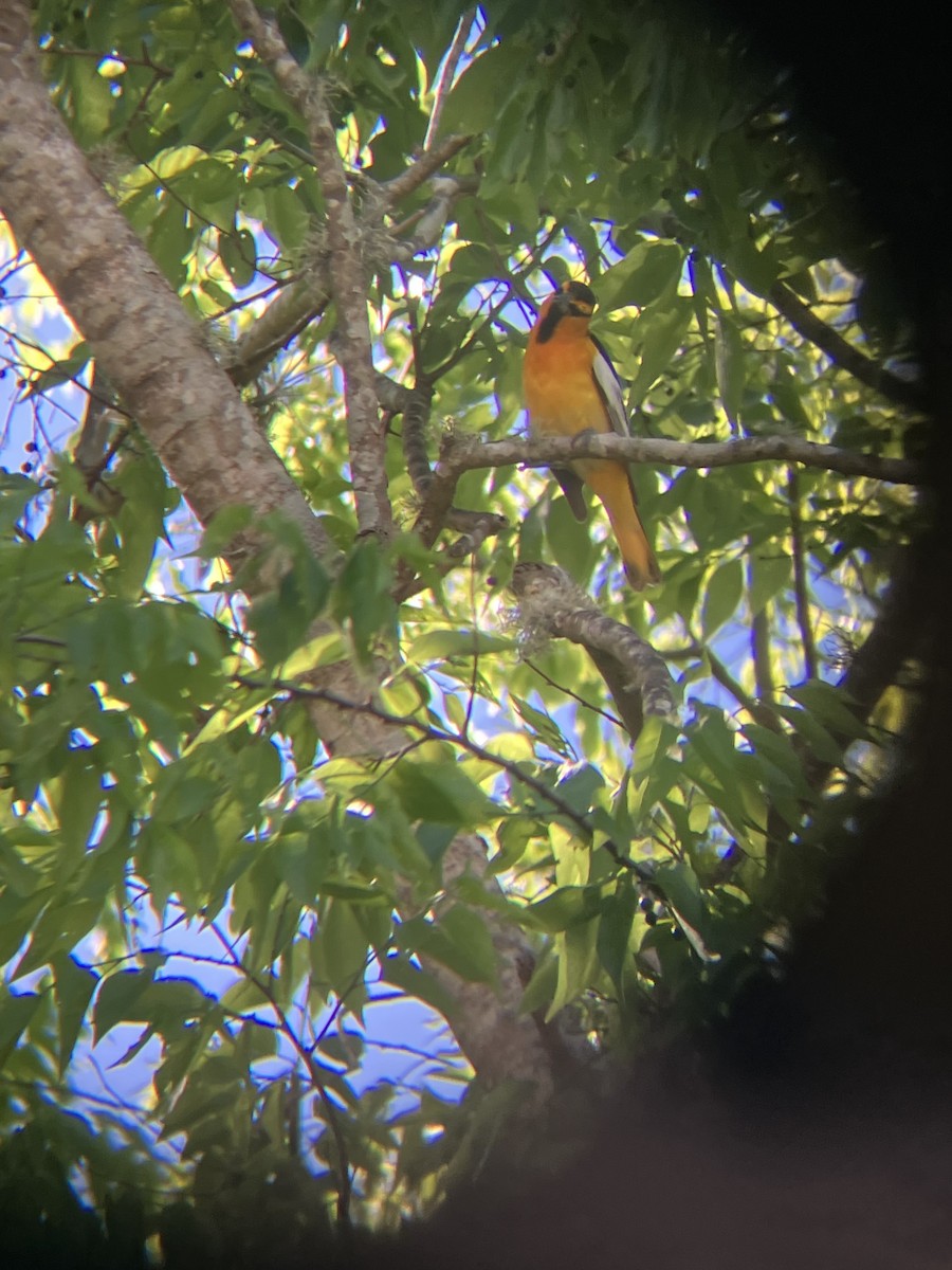 Bullock's Oriole - ML632385652