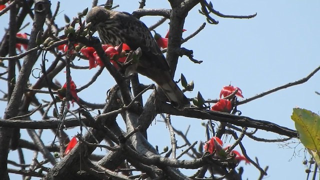 Changeable Hawk-Eagle - ML632385666